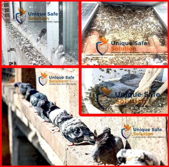 Pigeon net Pune Unique Safe Solution Pigeon Problem Image